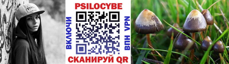 купить   Лениногорск  Псилоцибиновые грибы GOLDEN TEACHER 